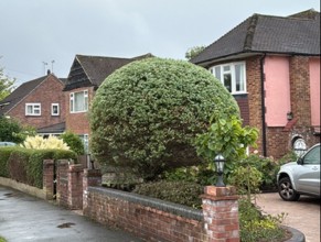 light tree surgery and tree pruning in harrow