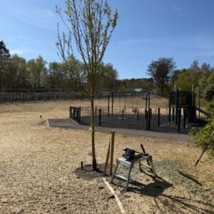 new tree planting in public parks