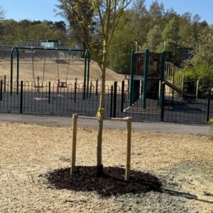 tree planting in parks