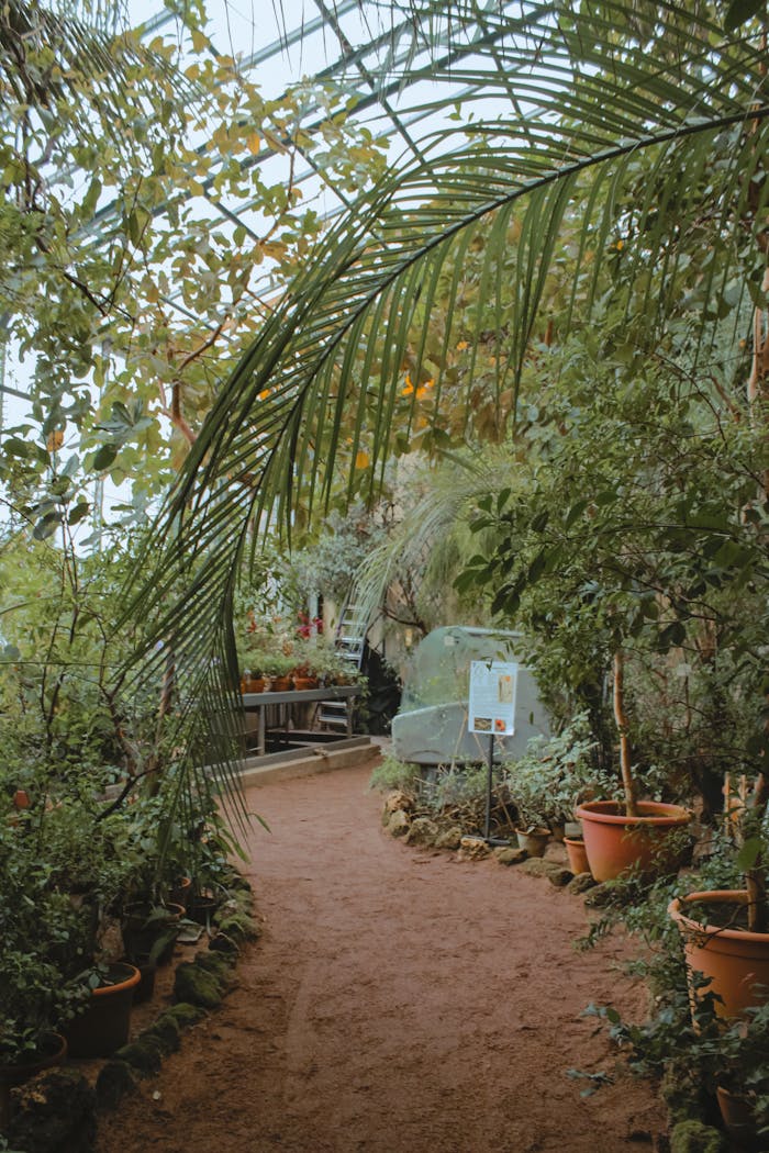 Serene pathway surrounded by lush green foliage in a peaceful botanical garden setting.